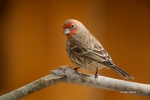 Carpodacus-mexicanus;Finch;House-Finch;Male;One;avifauna;bird;birds;color-image;